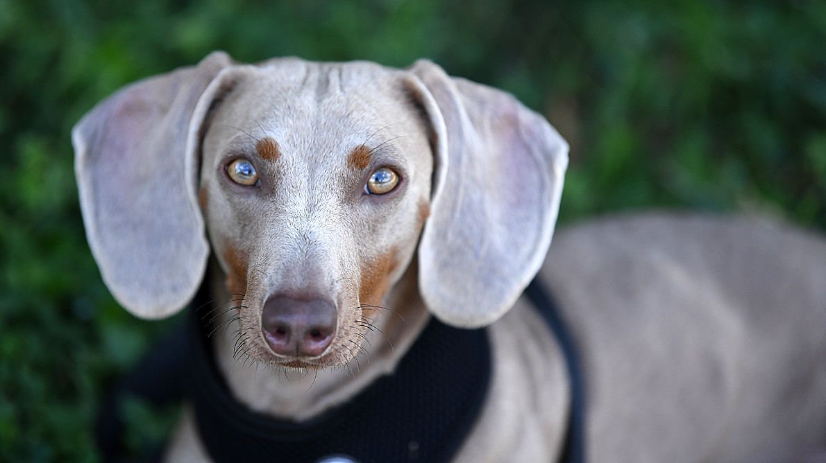 Wienerfest